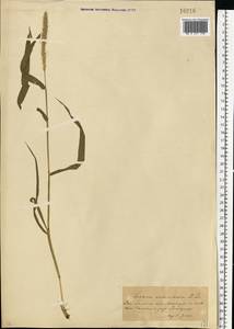 Setaria verticillata (L.) P.Beauv., Eastern Europe, South Ukrainian region (E12) (Ukraine)
