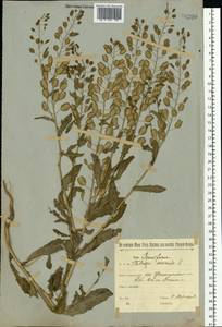 Thlaspi arvense L., Eastern Europe, Rostov Oblast (E12a) (Russia)