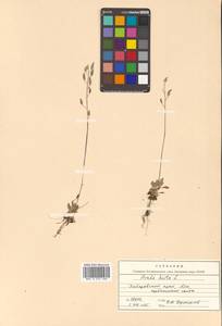 Draba hirta L., Siberia, Russian Far East (S6) (Russia)