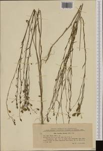 Camelina alyssum (Mill.) Thell., Western Europe (EUR) (Romania)