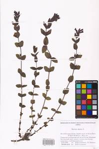 MHA 0 161 946, Bartsia alpina L., Eastern Europe, Northern region (E1) (Russia)