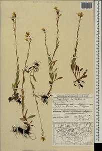 Saxifraga hirculus L., Mongolia (MONG) (Mongolia)
