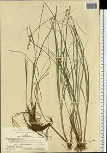 Carex canescens subsp. canescens, Eastern Europe, Central region (E4) (Russia)