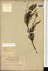 Myricaria squamosa Desv., Caucasus, North Ossetia, Ingushetia & Chechnya (K1c) (Russia)