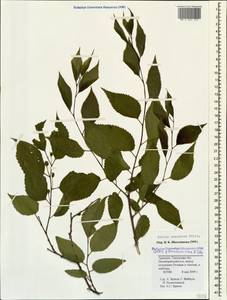 Celtis australis subsp. caucasica (Willd.) C. C. Townsend, Caucasus, Armenia (K5) (Armenia)