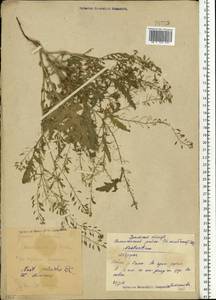 Rorippa palustris (L.) Besser, Eastern Europe, Eastern region (E10) (Russia)