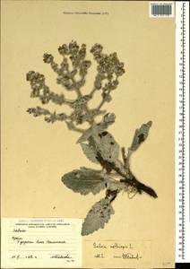 Salvia aethiopis L., Crimea (KRYM) (Russia)