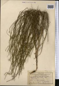 Chondrilla leiosperma Kar. & Kir., Middle Asia, Northern & Central Tian Shan (M4) (Kazakhstan)