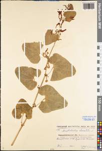 Aristolochia clematitis L., Eastern Europe, North Ukrainian region (E11) (Ukraine)