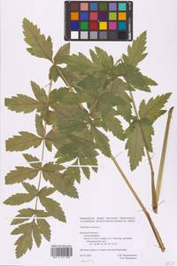 Pastinaca sativa L., Eastern Europe, Western region (E3) (Russia)