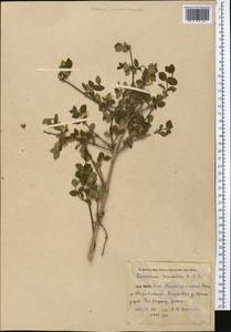 Lonicera humilis Kar. & Kir., Middle Asia, Pamir & Pamiro-Alai (M2) (Uzbekistan)