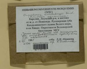 Brideliella wahlenbergii (Brid.) Fedosov, M. Stech & Ignatov, Bryophytes, Bryophytes - Karelia, Leningrad & Murmansk Oblasts (B4) (Russia)