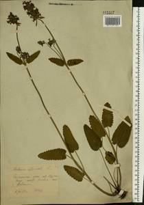 Betonica officinalis L., Eastern Europe, Central forest-and-steppe region (E6) (Russia)