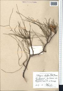 Calligonum aphyllum (Pall.) Gürke, Middle Asia, Caspian Ustyurt & Northern Aralia (M8) (Kazakhstan)