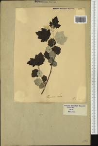 Populus alba L., Western Europe (EUR) (Italy)