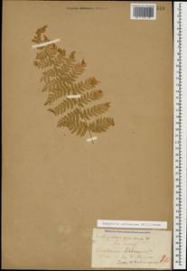 Dryopteris carthusiana (Vill.) H. P. Fuchs, Caucasus, Stavropol Krai, Karachay-Cherkessia & Kabardino-Balkaria (K1b) (Russia)