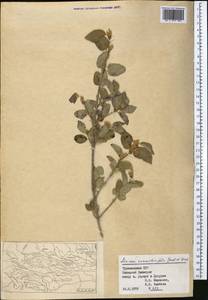 Lonicera nummulariifolia Jaub. & Spach, Middle Asia, Kopet Dag, Badkhyz, Small & Great Balkhan (M1) (Turkmenistan)