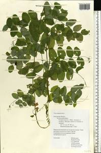Vicia dumetorum L., Eastern Europe, Central region (E4) (Russia)