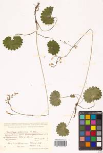 Micranthes nelsoniana subsp. nelsoniana, Siberia, Russian Far East (S6) (Russia)