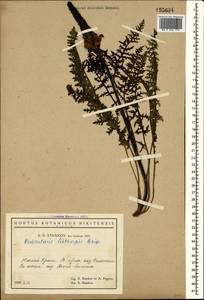 Pedicularis sibthorpii Boiss., Crimea (KRYM) (Russia)
