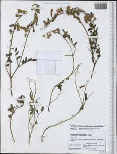 Hedysarum dasycarpum Turcz., Siberia, Western Siberia (S1) (Russia)