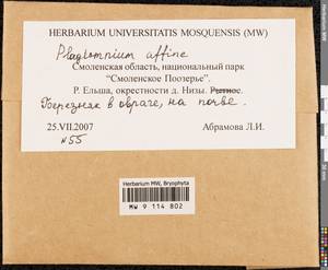 Plagiomnium affine (Blandow ex Funck) T.J. Kop., Bryophytes, Bryophytes - Middle Russia (B6) (Russia)