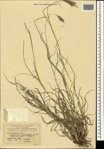 Bothriochloa ischaemum (L.) Keng, Crimea (KRYM) (Russia)