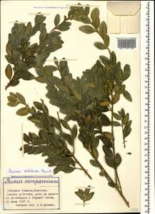 Buxus sempervirens L., Caucasus, Stavropol Krai, Karachay-Cherkessia & Kabardino-Balkaria (K1b) (Russia)