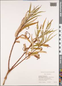 Salix viminalis L., Siberia, Western Siberia (S1) (Russia)