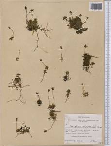 Saxifraga serpyllifolia, America (AMER) (United States)