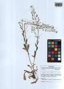 Capsella bursa-pastoris (L.) Medik., Siberia, Altai & Sayany Mountains (S2) (Russia)