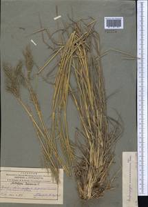 Bothriochloa bladhii (Retz.) S.T.Blake, Middle Asia, Pamir & Pamiro-Alai (M2) (Tajikistan)