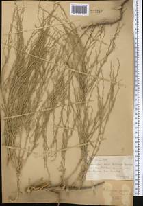 Artemisia juncea Kar. & Kir., Middle Asia, Muyunkumy, Balkhash & Betpak-Dala (M9) (Kazakhstan)