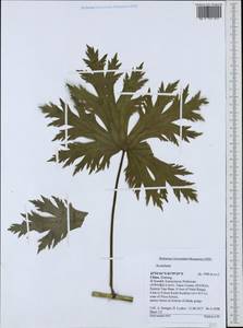 Aconitum, South Asia, South Asia (Asia outside ex-Soviet states and Mongolia) (ASIA) (China)