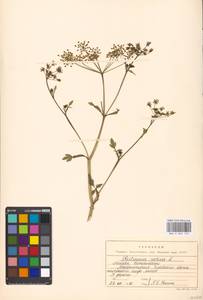 Pastinaca sativa L., Eastern Europe, Moscow region (E4a) (Russia)
