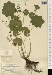 Alchemilla heptagona Juz., Eastern Europe, Moscow region (E4a) (Russia)