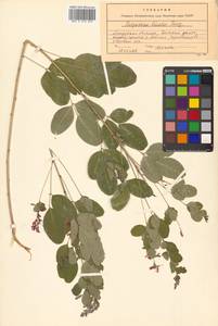 Lespedeza bicolor Turcz., Siberia, Russian Far East (S6) (Russia)