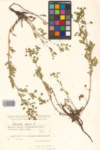 Potentilla supina L., Siberia, Russian Far East (S6) (Russia)