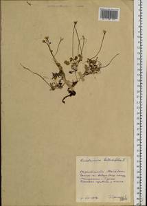 Cardamine bellidifolia L., Siberia, Chukotka & Kamchatka (S7) (Russia)