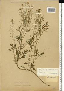 Rorippa sylvestris (L.) Besser, Eastern Europe, Central forest-and-steppe region (E6) (Russia)