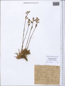 Silene, Middle Asia, Western Tian Shan & Karatau (M3) (Kazakhstan)