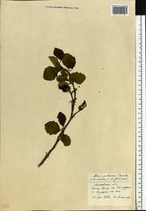 Alnus pubescens Tausch, Eastern Europe, Moscow region (E4a) (Russia)