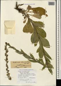 Verbascum gossypinum M. Bieb., Caucasus, North Ossetia, Ingushetia & Chechnya (K1c) (Russia)