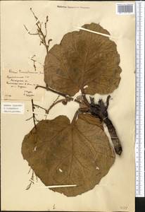 Rheum turkestanicum Janisch, Middle Asia, Karakum (M6) (Turkmenistan)