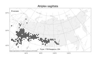 Atriplex sagittata Borkh., Atlas of the Russian Flora (FLORUS) (Russia)
