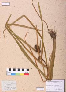 Sparganium glomeratum (Laest. ex Beurl.) Beurl., Siberia, Central Siberia (S3) (Russia)