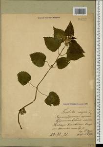 Lamium maculatum (L.) L., Caucasus, Stavropol Krai, Karachay-Cherkessia & Kabardino-Balkaria (K1b) (Russia)