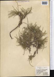 Ephedra regeliana Florin, Middle Asia, Northern & Central Tian Shan (M4) (Kyrgyzstan)