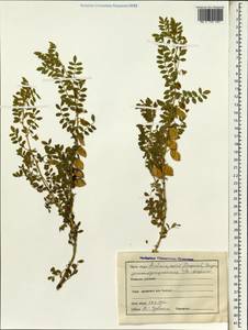 Cicer arietinum L., South Asia, South Asia (Asia outside ex-Soviet states and Mongolia) (ASIA) (India)