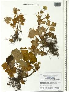 Ranunculus constantinopolitanus, Caucasus, Black Sea Shore (from Novorossiysk to Adler) (K3) (Russia)